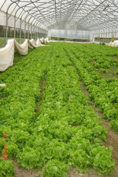 Kmetija Žižek – Fortner 7